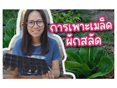 รูปภาพประกอบ: การเพาะเมล็ดผักสลัด