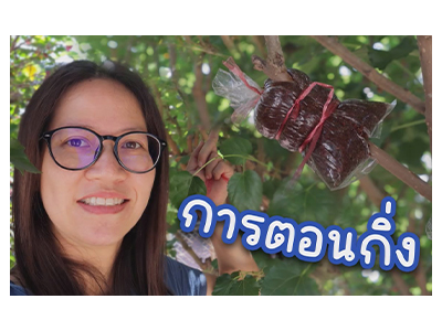 รูปภาพประกอบ: การตอนกิ่ง